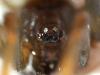 Steatoda bipunctata